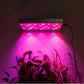 LED Plant Light For Growing Seedlings In Greenhouses