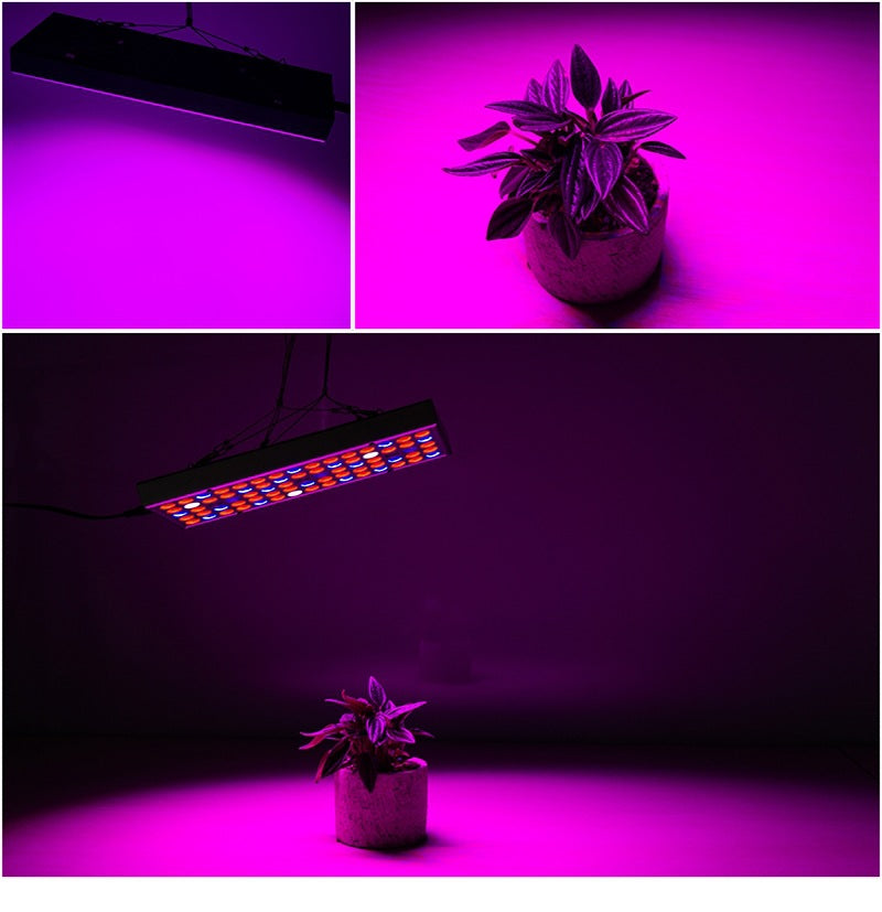 LED Plant Light For Growing Seedlings In Greenhouses